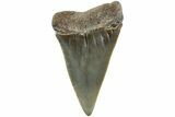 Fossil Broad-Toothed Mako Shark Tooth - North Carolina #235184-1